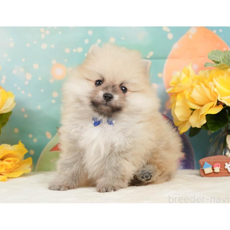 販売中の静岡県のポメラニアン-448155の6枚目