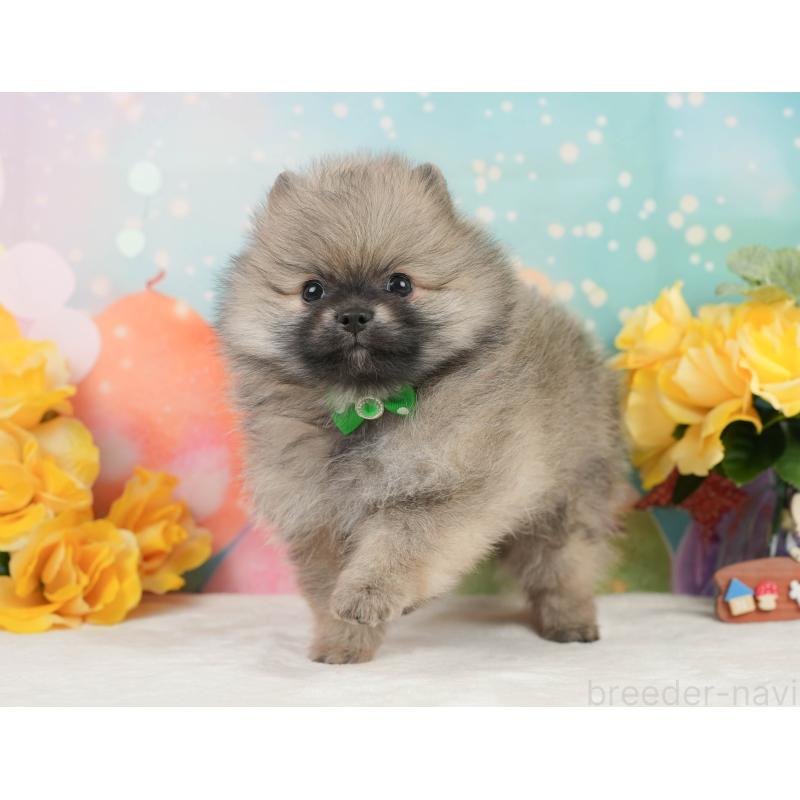 販売中の静岡県のポメラニアン-448153の12枚目