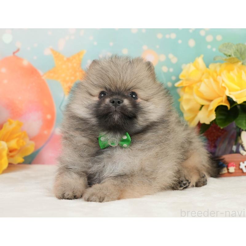 販売中の静岡県のポメラニアン-448153の11枚目