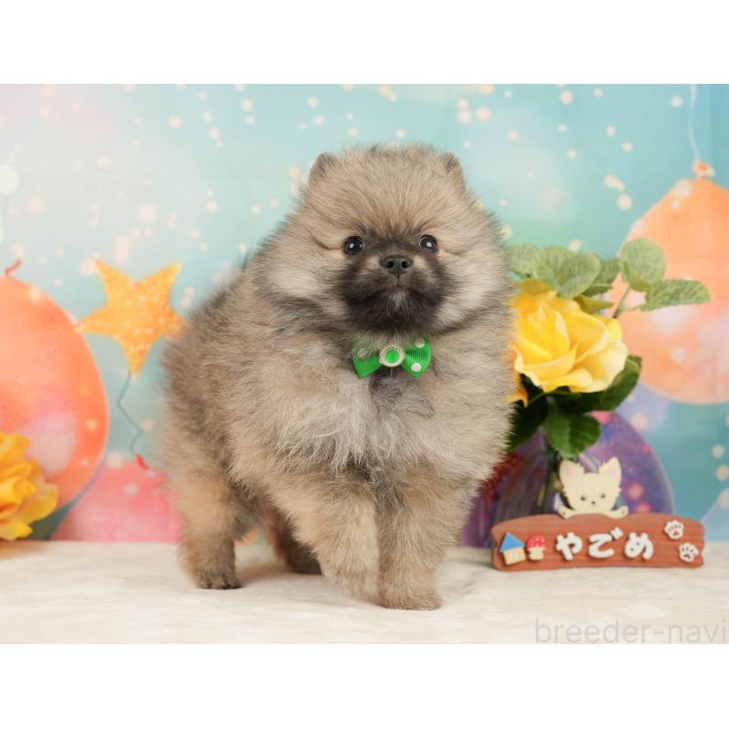 販売中の静岡県のポメラニアン-448153の10枚目