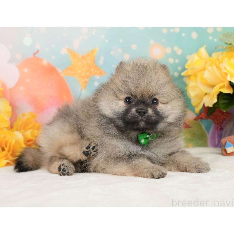 販売中の静岡県のポメラニアン-448153の9枚目