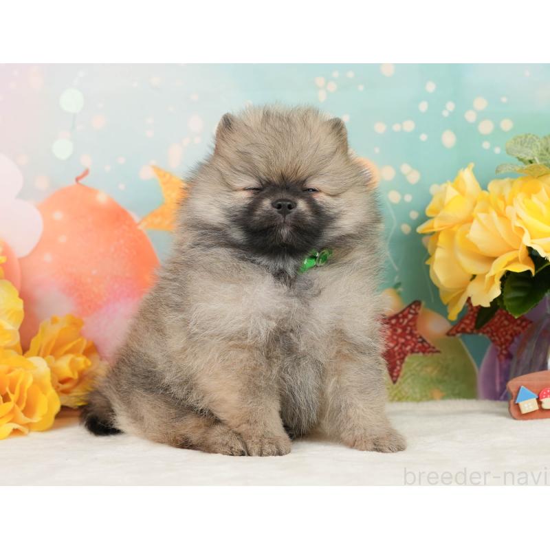 販売中の静岡県のポメラニアン-448153の7枚目