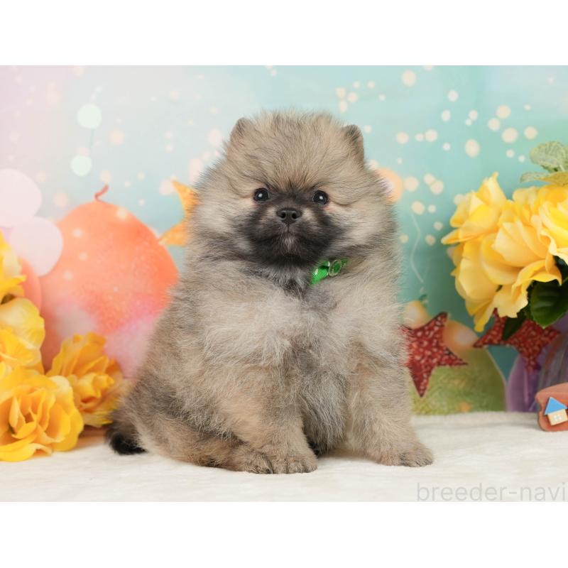 販売中の静岡県のポメラニアン-448153の6枚目