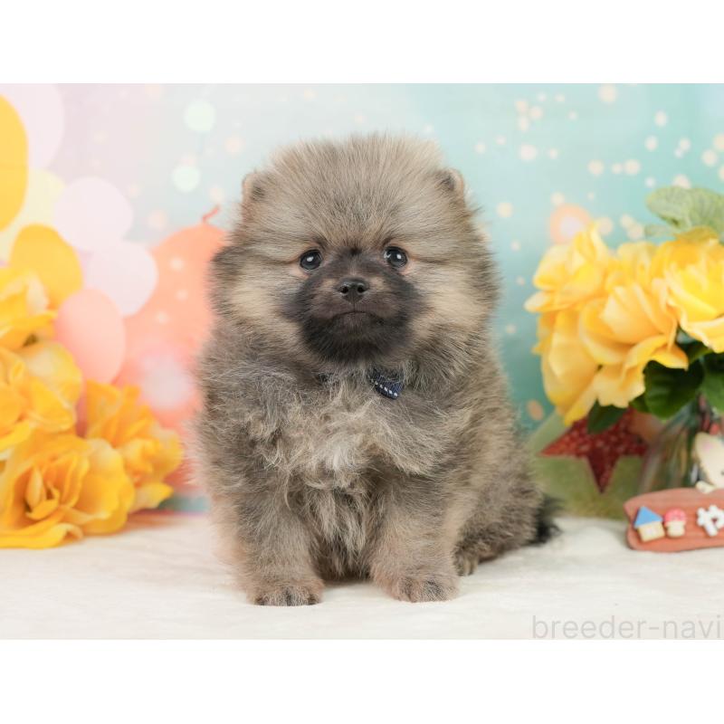 販売中の静岡県のポメラニアン-448151の12枚目