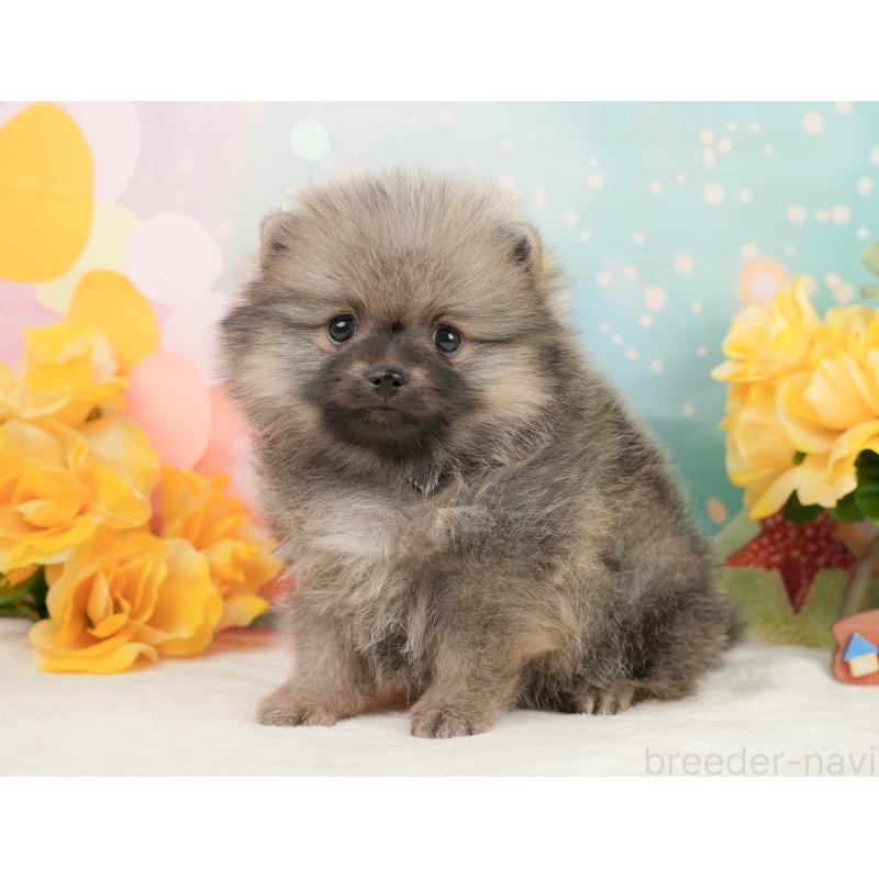 販売中の静岡県のポメラニアン-448151の11枚目