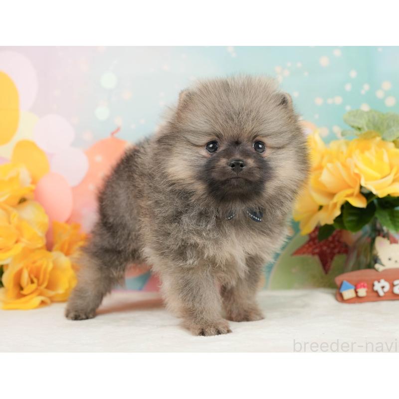 販売中の静岡県のポメラニアン-448151の10枚目