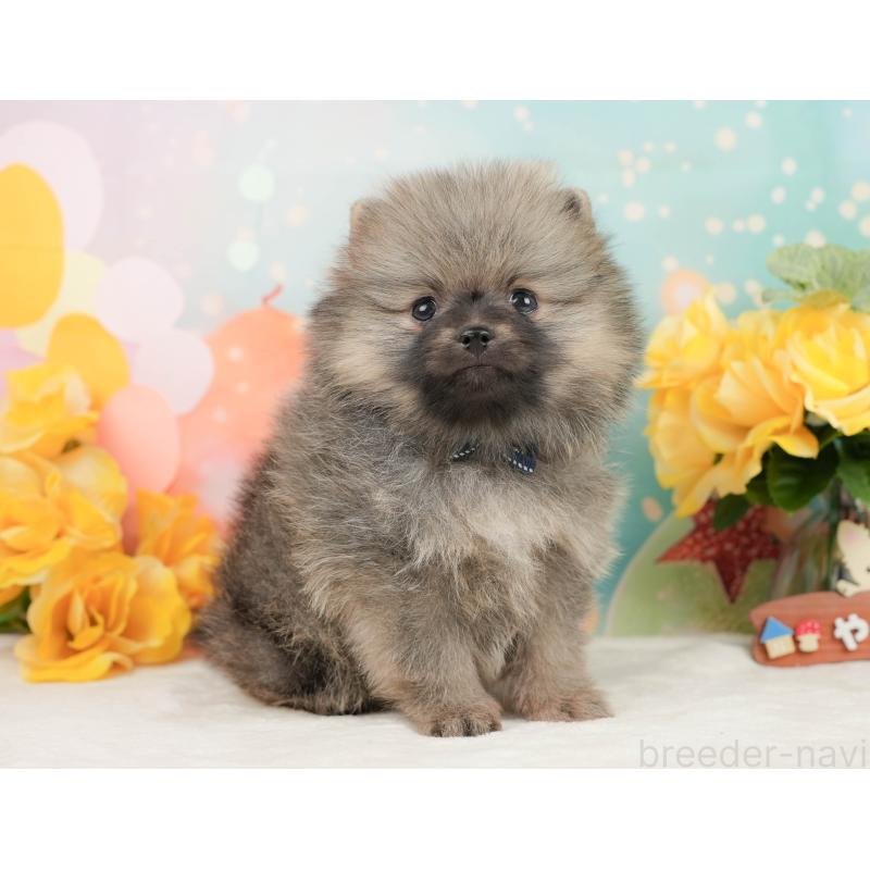 販売中の静岡県のポメラニアン-448151の9枚目