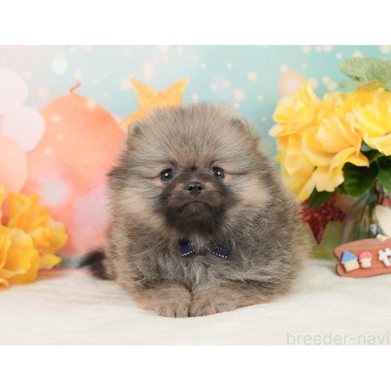 販売中の静岡県のポメラニアン-448151の7枚目