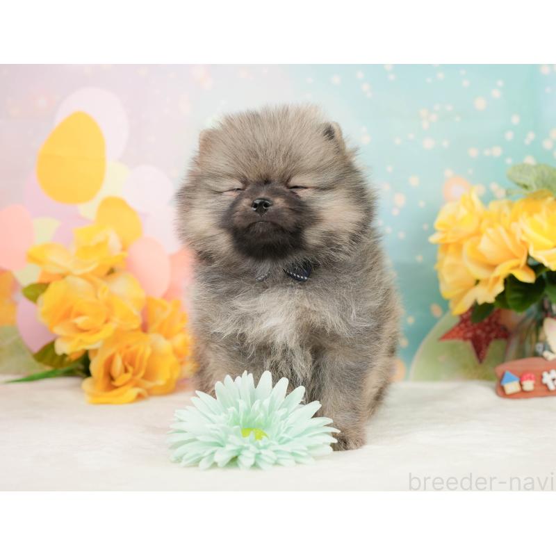 販売中の静岡県のポメラニアン-448151の6枚目