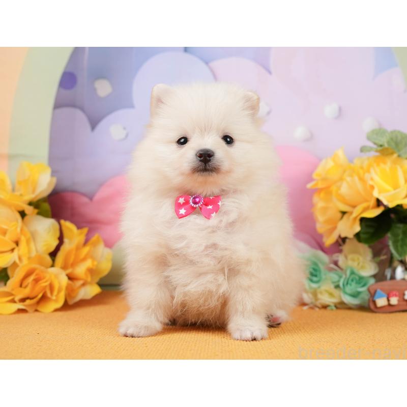 販売中の静岡県のポメラニアン-448149の12枚目