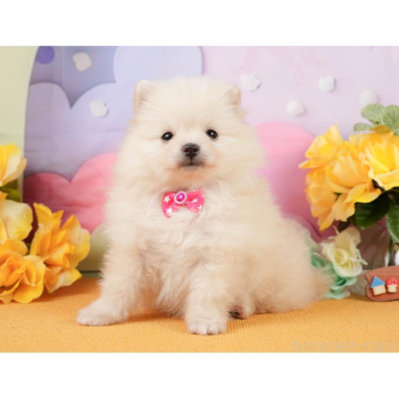 販売中の静岡県のポメラニアン-448149の11枚目