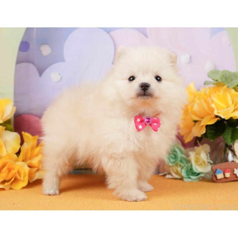 販売中の静岡県のポメラニアン-448149の10枚目