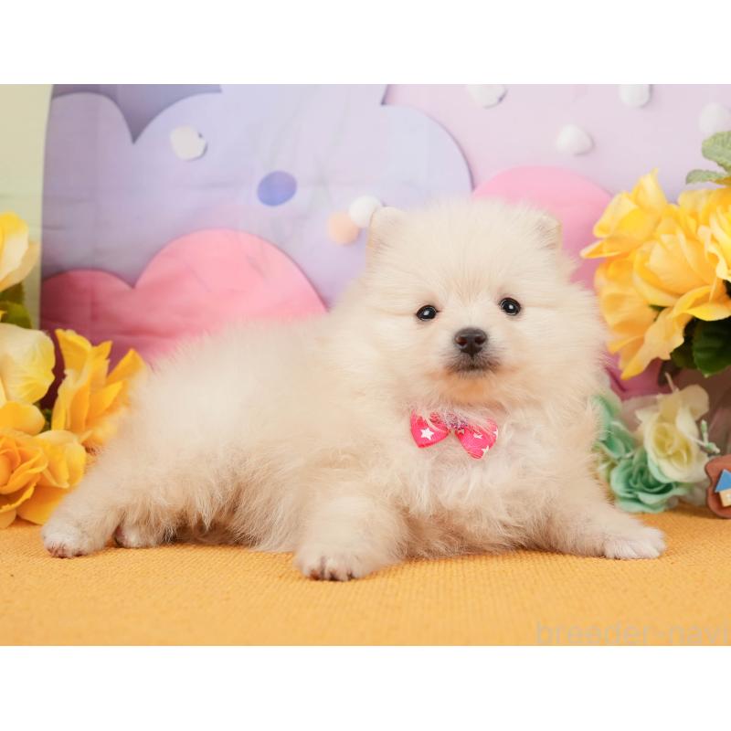 販売中の静岡県のポメラニアン-448149の9枚目