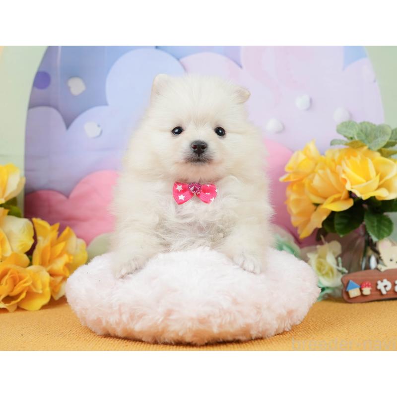 販売中の静岡県のポメラニアン-448149の8枚目