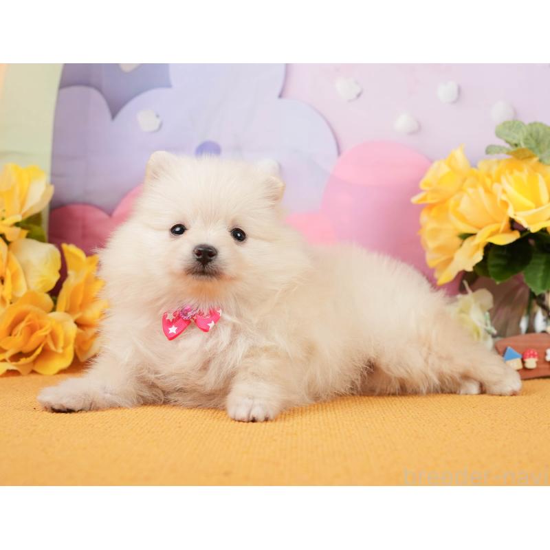 販売中の静岡県のポメラニアン-448149の6枚目