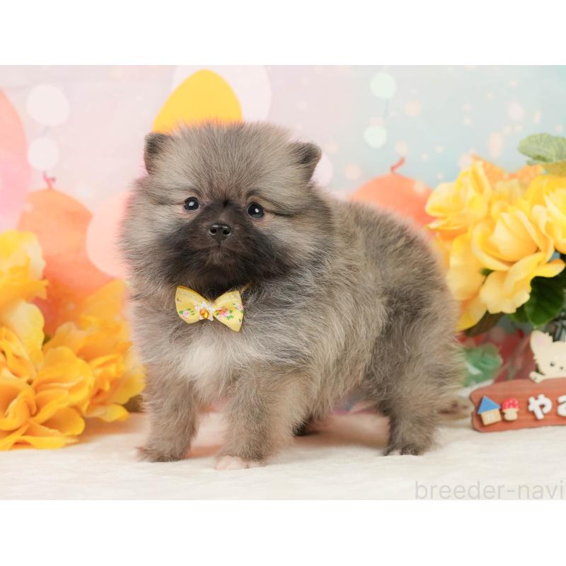 販売中の静岡県のポメラニアン-448146の11枚目