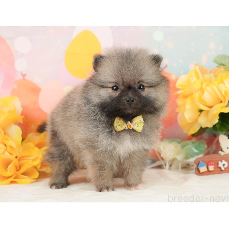 販売中の静岡県のポメラニアン-448146の9枚目