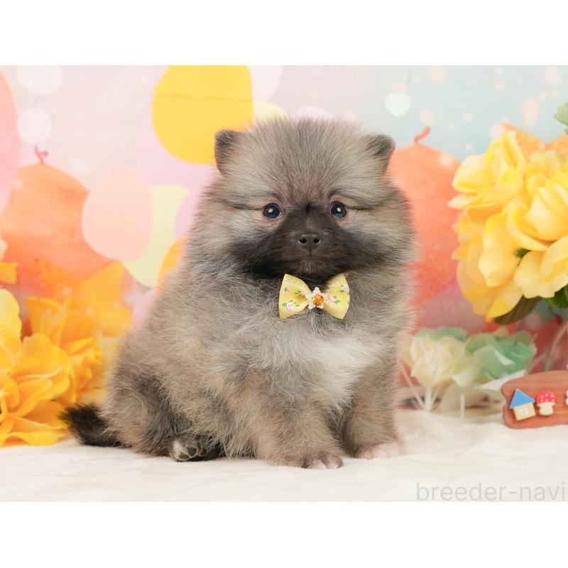 販売中の静岡県のポメラニアン-448146の8枚目