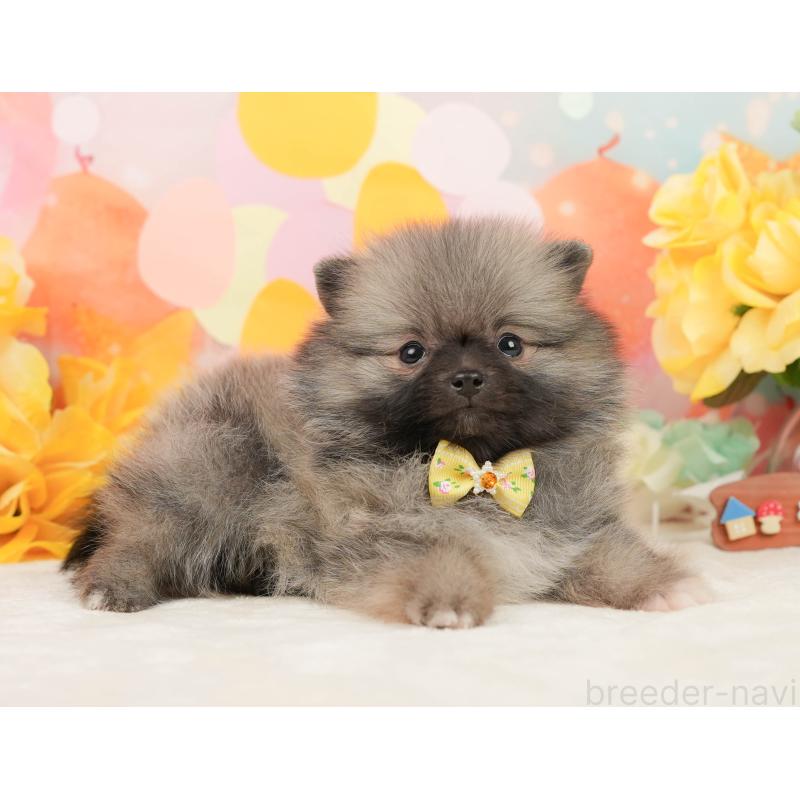 販売中の静岡県のポメラニアン-448146の7枚目