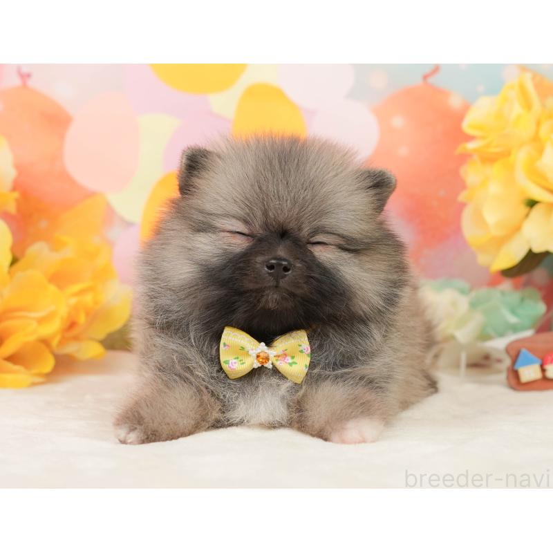 販売中の静岡県のポメラニアン-448146の6枚目