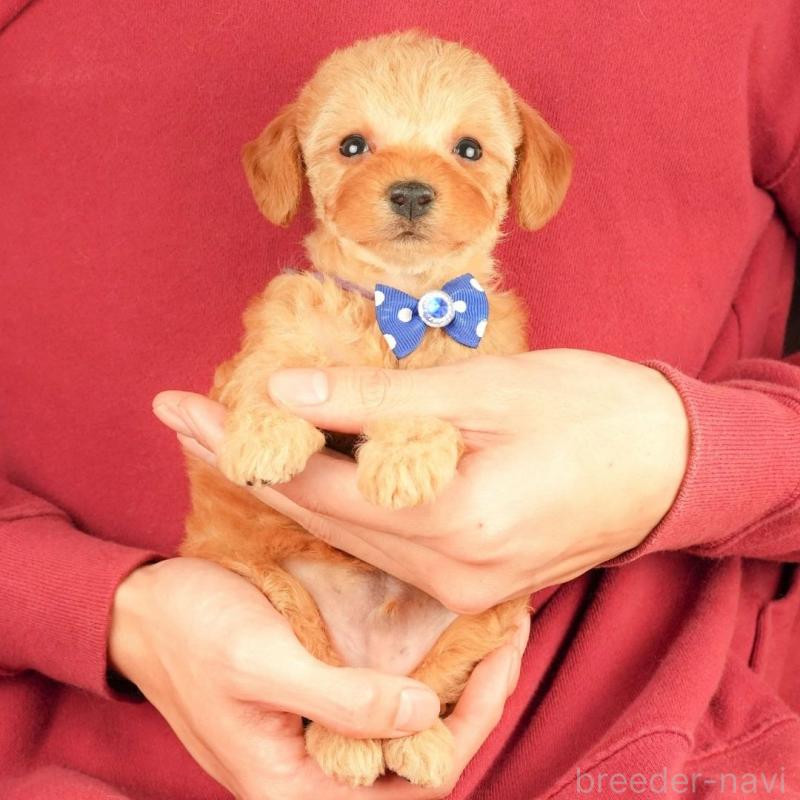 販売中の静岡県のトイプードル-448143