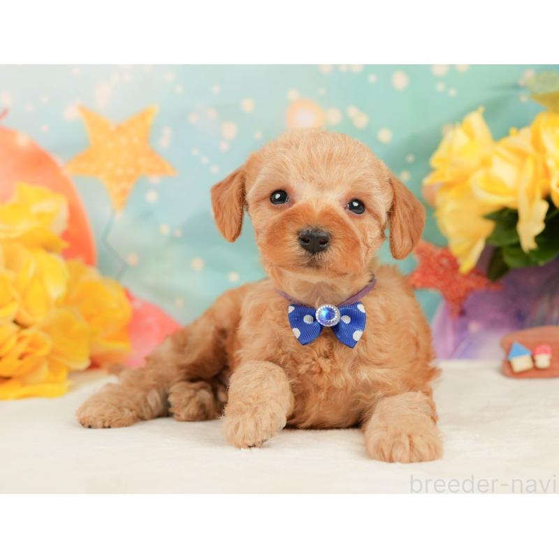 販売中の静岡県のトイプードル-448143の12枚目