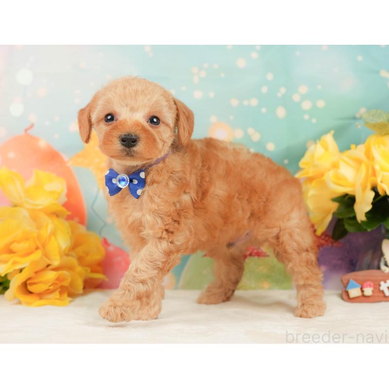 販売中の静岡県のトイプードル-448143の10枚目