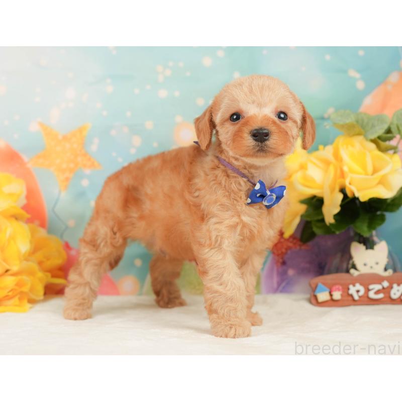 販売中の静岡県のトイプードル-448143の9枚目