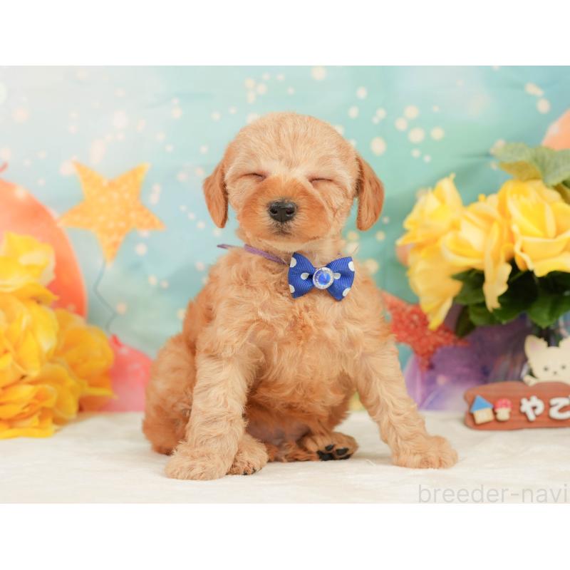 販売中の静岡県のトイプードル-448143の8枚目