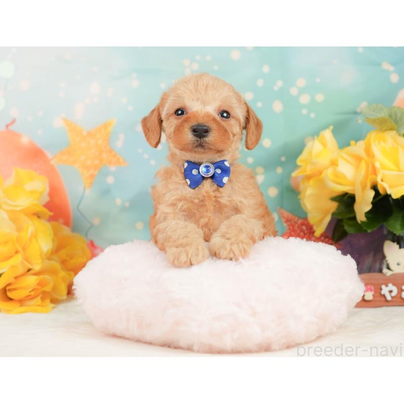 販売中の静岡県のトイプードル-448143の7枚目