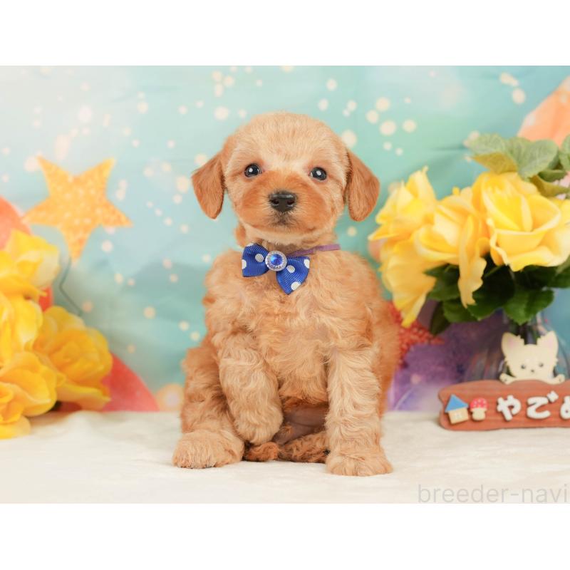 販売中の静岡県のトイプードル-448143の6枚目