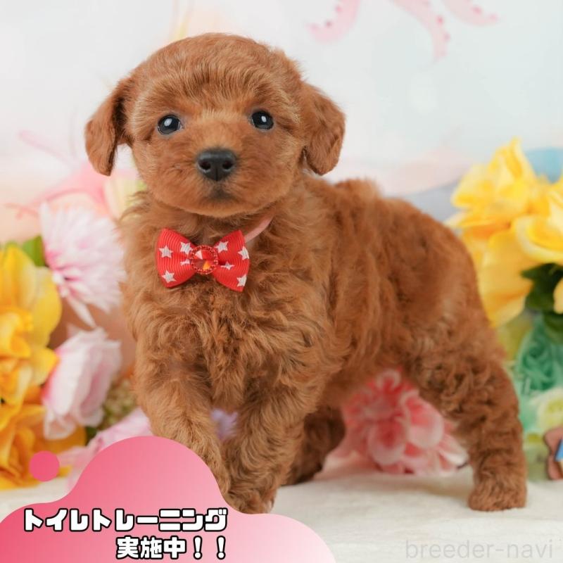 販売中の静岡県のトイプードル-448139