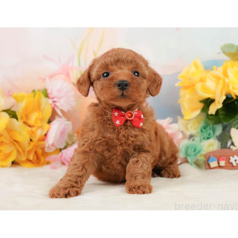 販売中の静岡県のトイプードル-448139の12枚目