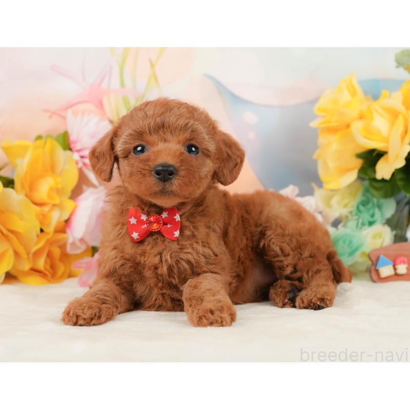 販売中の静岡県のトイプードル-448139の10枚目