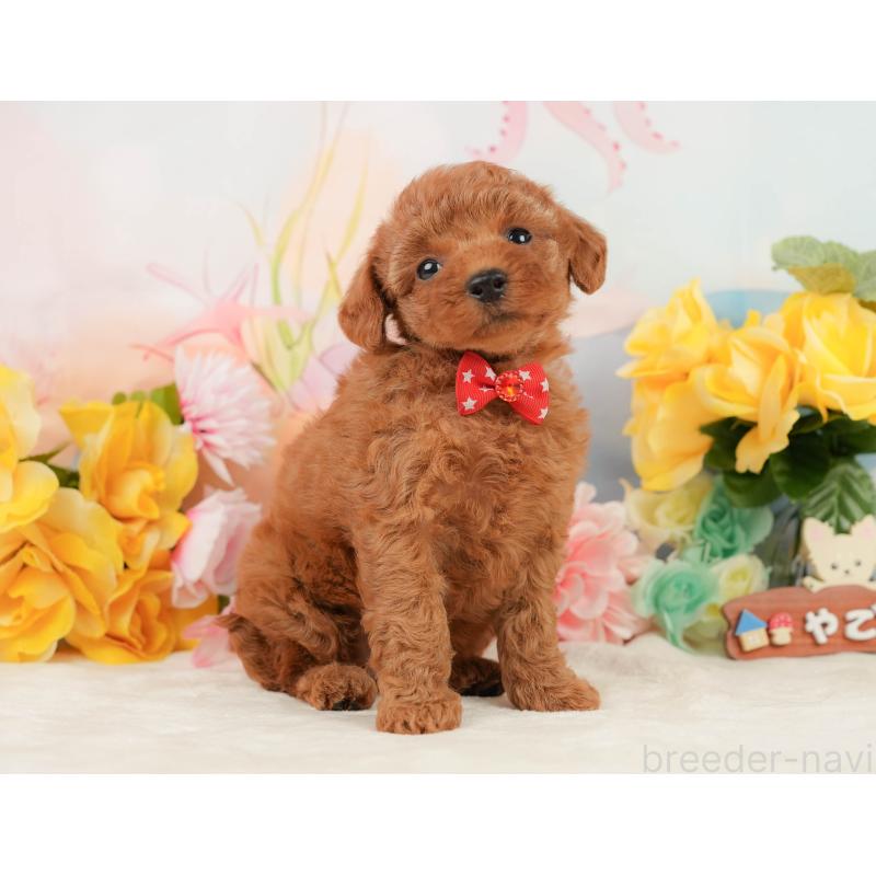 販売中の静岡県のトイプードル-448139の9枚目