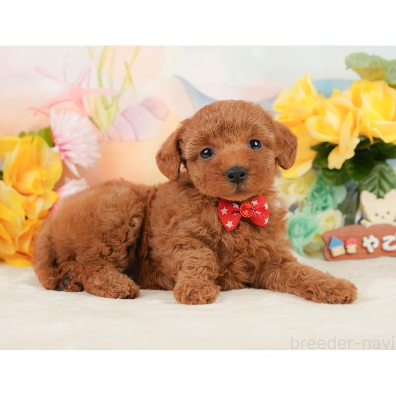 販売中の静岡県のトイプードル-448139の8枚目