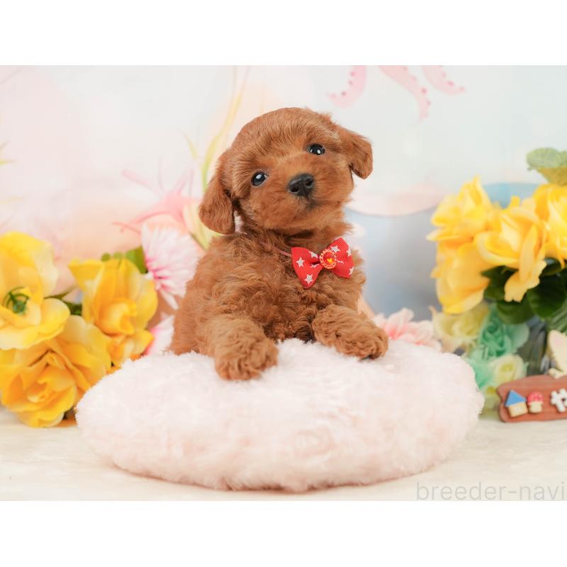 販売中の静岡県のトイプードル-448139の7枚目