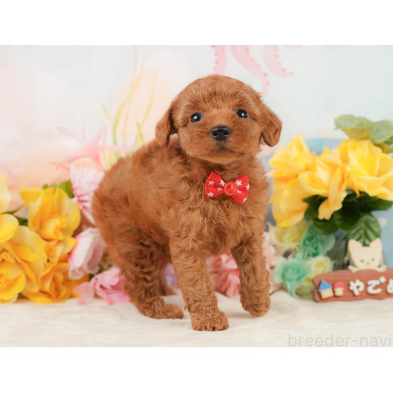 販売中の静岡県のトイプードル-448139の6枚目