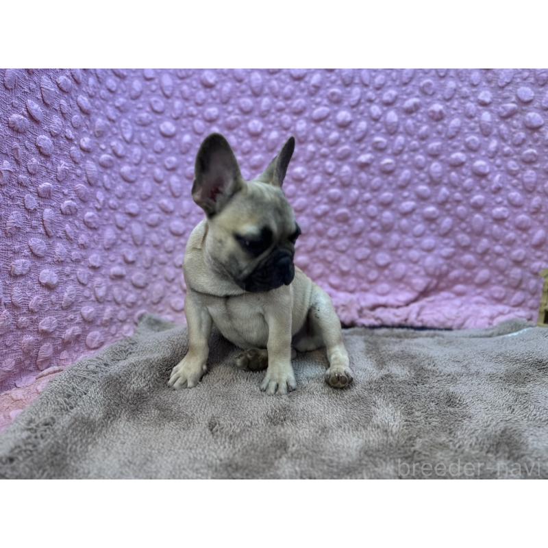 販売中の茨城県のフレンチブルドッグ-447965の14枚目