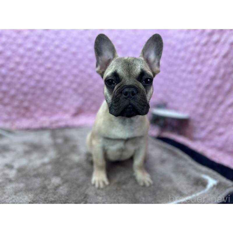 販売中の茨城県のフレンチブルドッグ-447965の13枚目