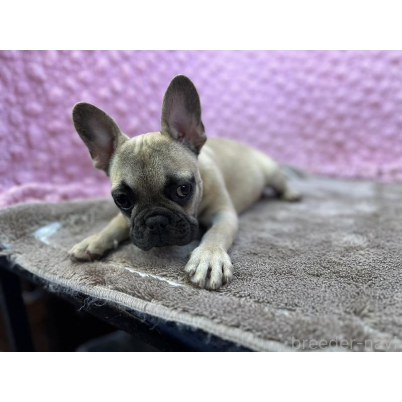販売中の茨城県のフレンチブルドッグ-447965の12枚目