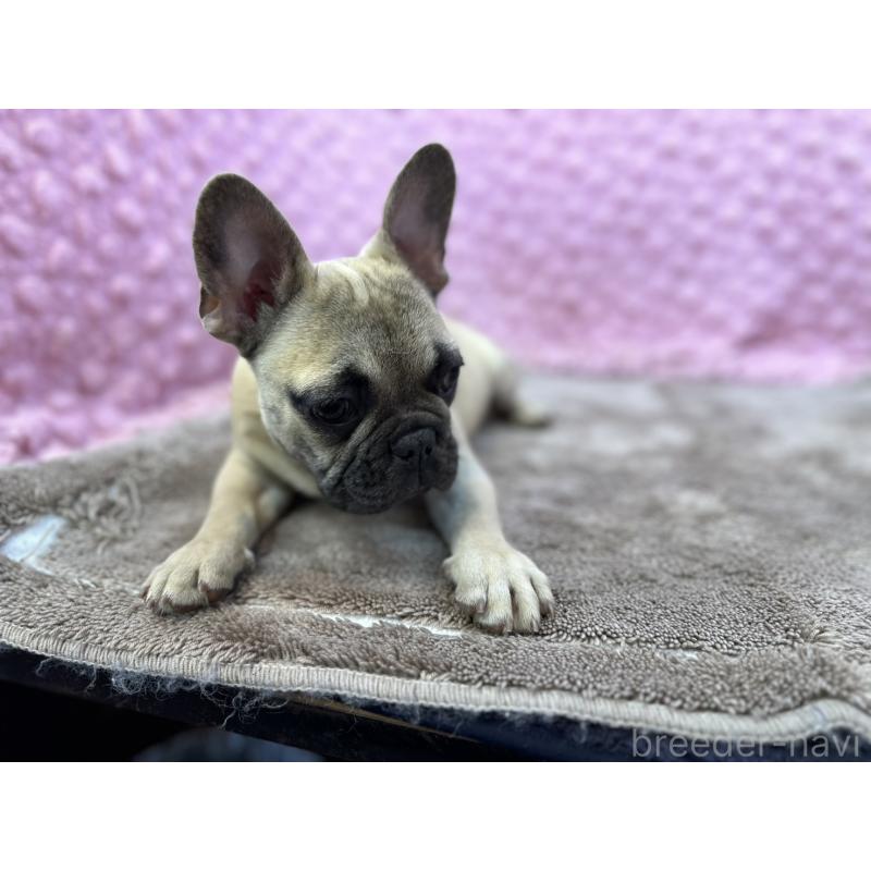 販売中の茨城県のフレンチブルドッグ-447965の11枚目