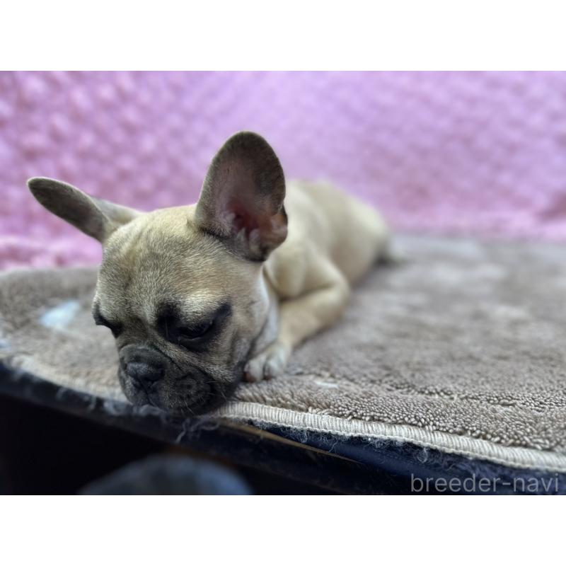 販売中の茨城県のフレンチブルドッグ-447965の10枚目