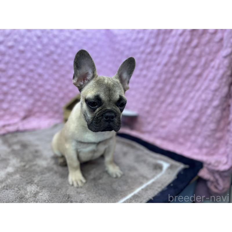 販売中の茨城県のフレンチブルドッグ-447965の8枚目