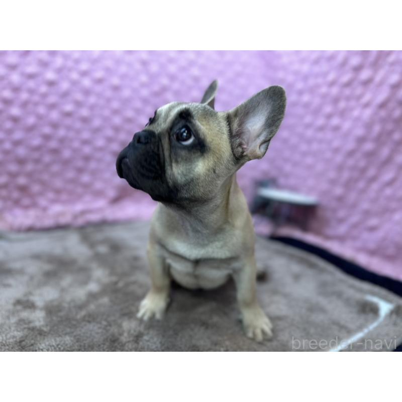販売中の茨城県のフレンチブルドッグ-447965の7枚目