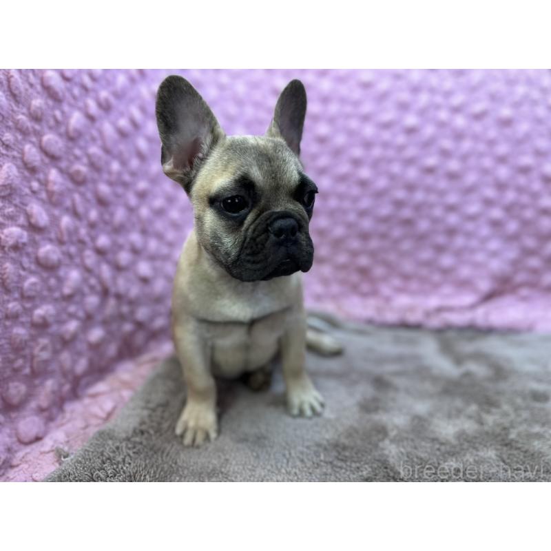 販売中の茨城県のフレンチブルドッグ-447965の4枚目