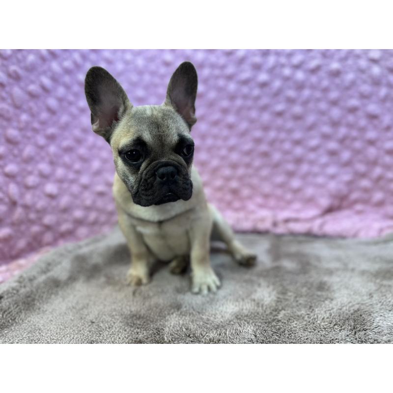 販売中の茨城県のフレンチブルドッグ-447965の3枚目