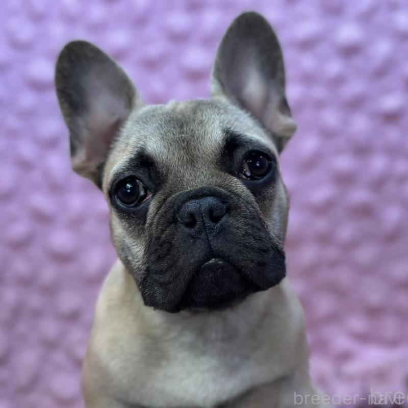 販売中の茨城県のフレンチブルドッグ-447965の1枚目