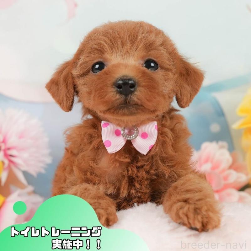 販売中の静岡県のトイプードル-448136の1枚目