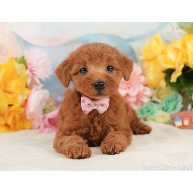 販売中の静岡県のトイプードル-448136の12枚目